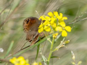 Erebia medusa - Woodland Ringlet