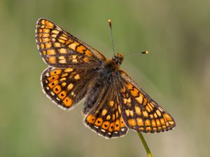 Euphydryas aurinia - Marsh Fritillary - Väddnätfjäril