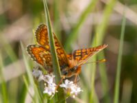 Euphydryas aurinia Högmosse Vanserums malm, Borgholm, Öland, Sweden 20150606_0239 (1)