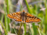 Euphydryas aurinia Högmosse Vanserums malm, Borgholm, Öland, Sweden 20150606_0261