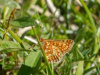 Euphydryas aurinia Lenstad, Mörbylånga, Öland, Sweden 20170526_0385