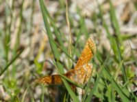 Euphydryas aurinia Lenstad, Mörbylånga, Öland, Sweden 20170526_0387