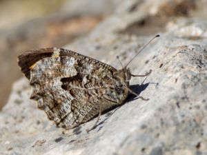 Hipparchia cretica - Cretan Grayling - Kretasandgräsfjäril