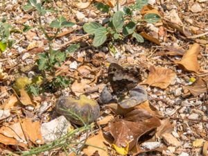 Hipparchia fagi - Woodland Grayling - Stor bandgräsfjäril