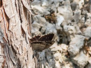 Hipparchia fatua - Freyer's Grayling