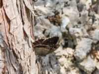 Hipparchia fatua Biokovo Nature Park, Tucepi, Croatia 20170802_1537