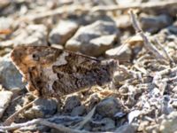 Hipparchia semele Karadag, Koktebel, Crimea, Russia 20150920_0002