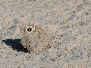 Hipparchia statilinus - Tree Grayling - Liten trädgräsfjäril