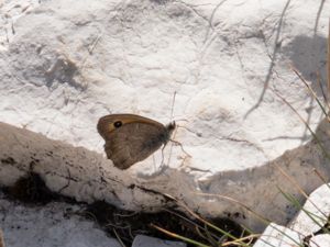 Hyponephele lupina - Oriental Meadow Brown