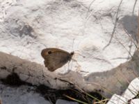 Hyponephele lupina Sveti Jure, Biokovo Nature Park, Biokovo Nature Park, Tucepi, Croatia 20170802_1467