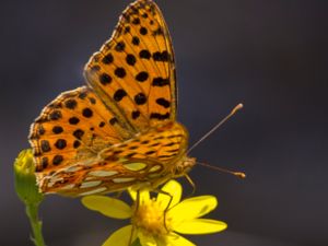 Issoria lathonia - Queen of Spain Fritillary - Storfläckig pärlemorfjäril