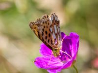 Issoria lathonia Löderups strandbad, Ystad, Skåne, Sweden 20150703_0080