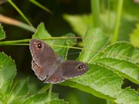 Lasiommata maera Fjärilsvägen, Grinduga, Gävle, Gästrikland, Sweden 20150705_1206