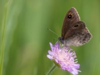 Lasiommata maera Fjärilsvägen, Grinduga, Gävle, Gästrikland, Sweden 20150705_1220