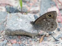 Lasiommata maera Fjärilsvägen, Grinduga, Gävle, Gästrikland, Sweden 20150705_1278