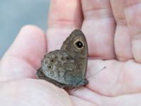 Lasiommata maera Vackerslätt, Nybro, Småland, Sweden 20150704_0492