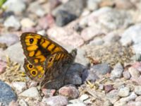 Lasiommata megera Kalkstad-Lenstad, Mörbylånga, Öland, Sweden 20150606_0159 (1)