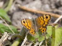 Lasiommata megera Kvarnnäsdammarna, Kristianstad, Skåne, Sweden 20140807_0004