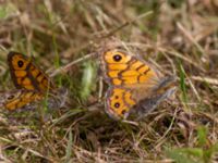 Lasiommata megera Kvarnnäsdammarna, Kristianstad, Skåne, Sweden 20140807_0011