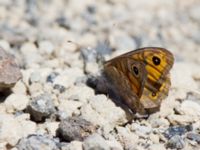 Lasiommata megera Nemrut Dagi, Turkey 20120704 034