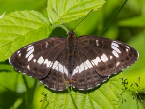 Limenitis camilla - Eurasian White Admiral - Tryfjäril