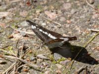 Limenitis camilla Järavallen, Kävlinge, Skåne, Sweden 20240625_0033