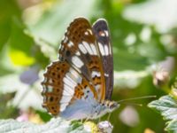 Limenitis camilla Järavallen, Kävlinge, Skåne, Sweden 20240625_0088