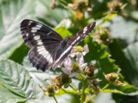 Limenitis camilla Järavallen, Kävlinge, Skåne, Sweden 20240625_0089