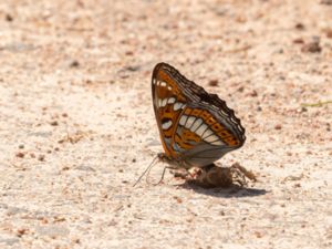 Limenitis populi - Poplar Admiral - Aspfjäril