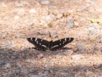 Limenitis populi Ekestad, Kristianstad, Skåne, Sweden 20220626_0037