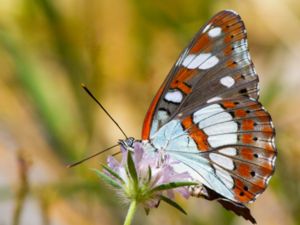 Limenitis reducta - Southern White Admiral - Sydlig tryfjäril