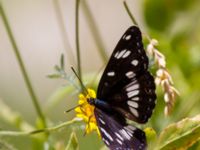 Limenitis reducta Akseki, Turkey 20120707B 121