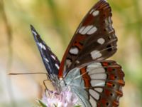 Limenitis reducta Akseki, Turkey 20120707B 152