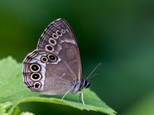 Lopinga achine - Woodland Brown - Dårgräsfjäril