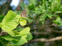 Lopinga achine Stintorp, Söderköping, Östergötland, Sweden 20150705_0381