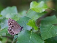 Lopinga achine Stintorp, Söderköping, Östergötland, Sweden 20150705_0955