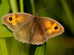 Maniola jurtina - Meadow Brown - Slåttergräsfjäril