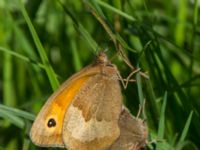 Maniola jurtina Järavallen, Kävlinge, Skåne, Sweden 20160709_0096