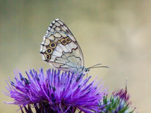 Melanargia larissa - Balkan Marbled White - Balkanschackbräde