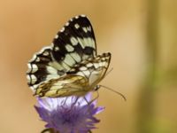 Melanargia larissa Akseki graveyard, Turkey 20120625B 242