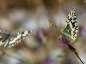 Melanargia russiae - Esper's Marbled White - Ryskt schackbräde