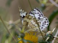 Melanargia titea Mount Gilboa, Israel 20130331B 119