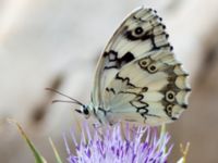 Melanargia titea Mount Gilboa, Israel 20130331B 173