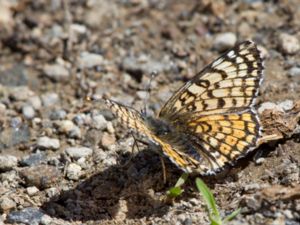 Melitaea arduinna - Freyer's Fritillary - Östlig ängsnätfjäril