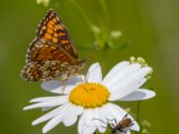 Melitaea athalia Bråfors, Norberg, Västmanland, Sweden 20150705_1055