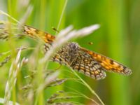 Melitaea athalia Bråfors, Norberg, Västmanland, Sweden 20150705_1063