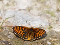 Melitaea athalia Fjärilsvägen, Grinduga, Gävle, Gästrikland, Sweden 20150705_1170