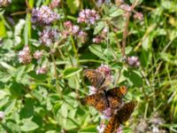 Melitaea athalia Pallersområdet, Åhus, Kristianstad, Skåne, Sweden 20170719_0243