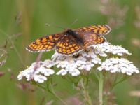 Melitaea athalia Snörum, Västervik, Småland, Sweden 20150712_0024