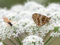 Melitaea athalia Snörum, Västervik, Småland, Sweden 20150712_0595